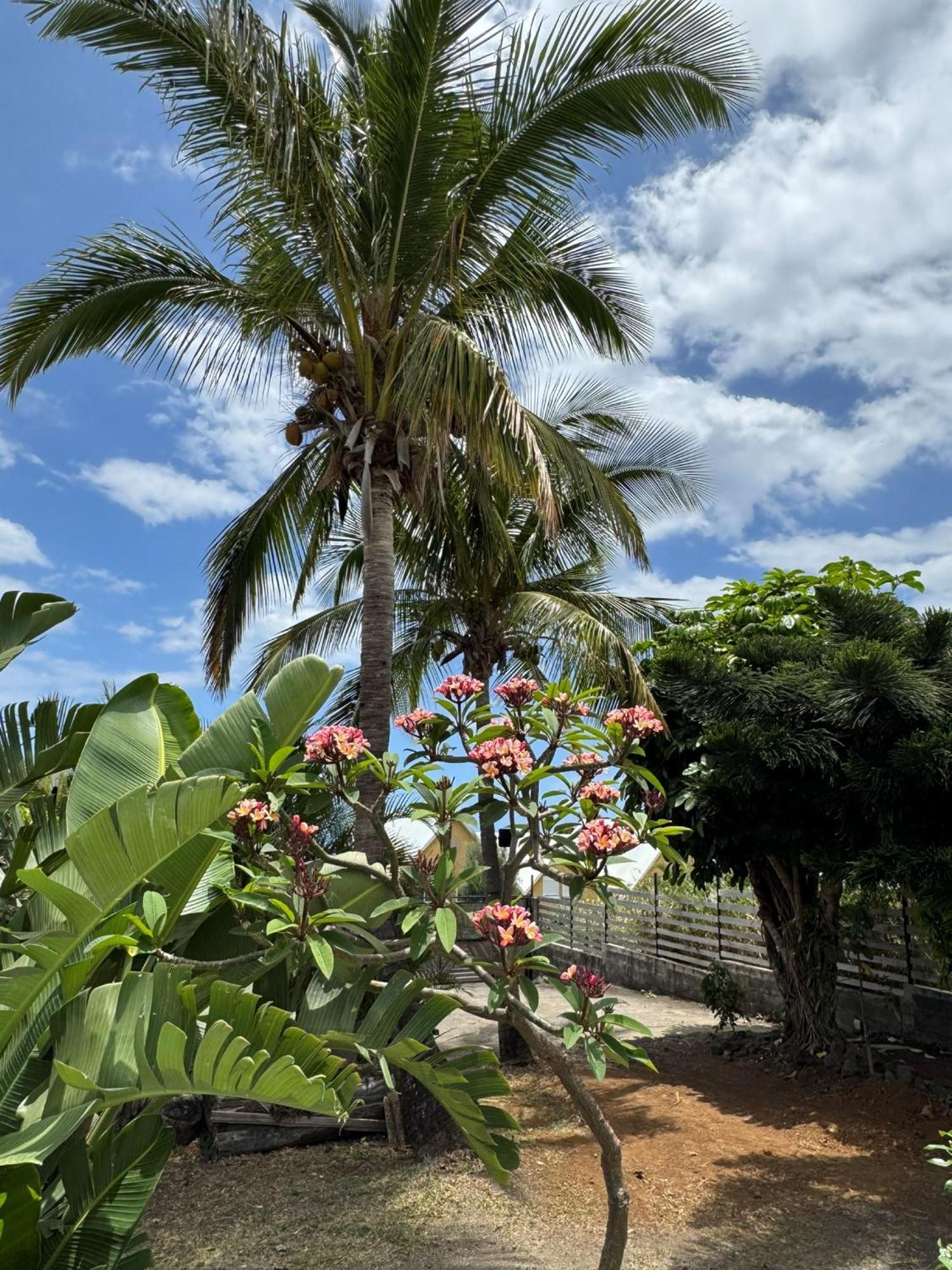 La Bananeraie Apt 35M2 Piscine Jardin Tropical Parking Prive Saint-Leu Luaran gambar